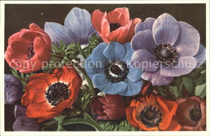 Blumen Kronen.Anemonen Anemone coronaria Foto-