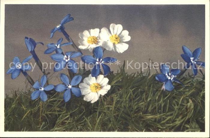 Blumen Bayrischer Enzian Gentiana bavarica Fot