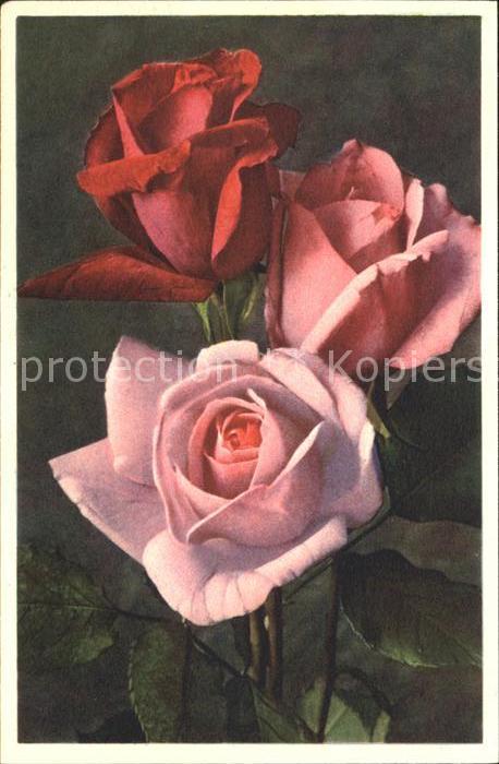 Rosen Foto-E.-Gyger-Nr. 1069