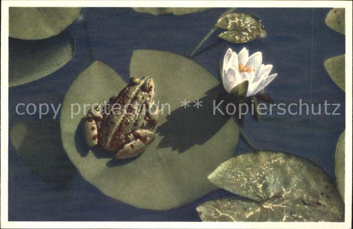 Froesche Weisse Seerose Foto-E.-Gyger-Nr. 3008