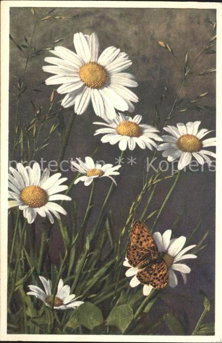 Schmetterlinge Mondperlmutterfalter Wucherblume Foto-E