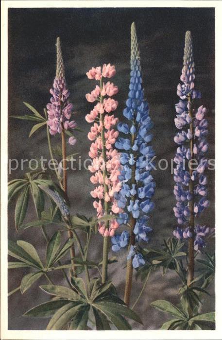 Blumen Lupinus polyphyllus Garten-Lupine Foto-