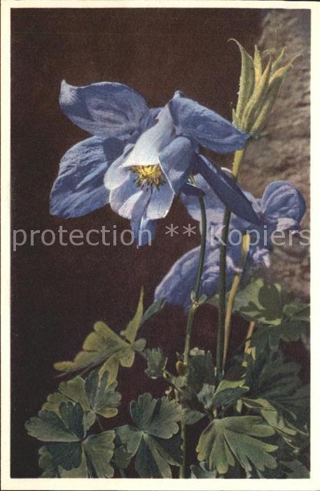 Blumen Alpen-Akelei Aquilegia alpina Foto-E.-G
