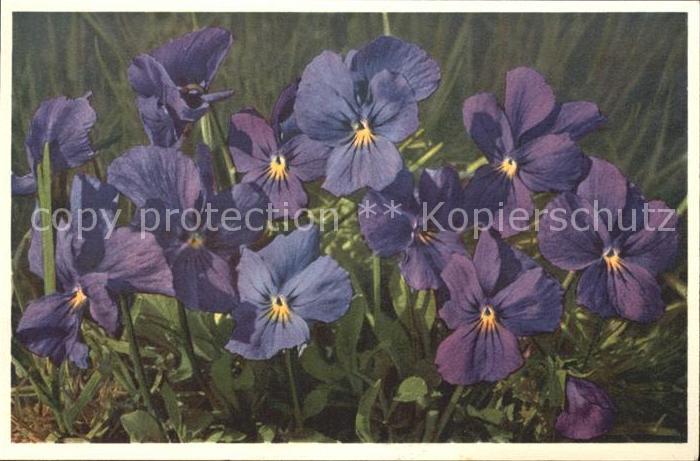 Blumen Viola calcarata Langsporniges Veilchen