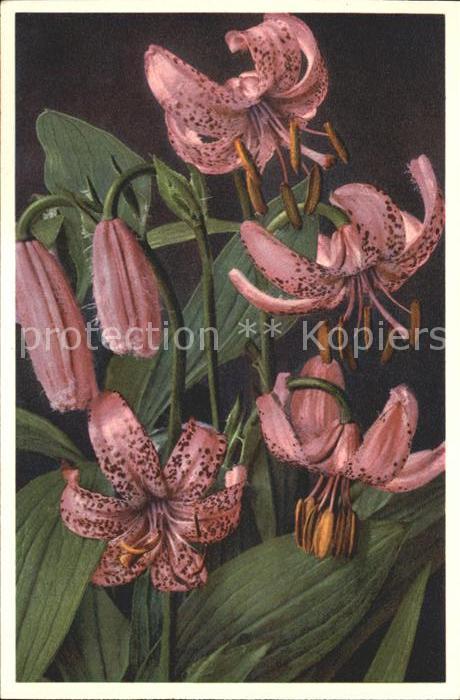 Blumen Türkenbund Lilium Martagon Foto-E.-Gyge