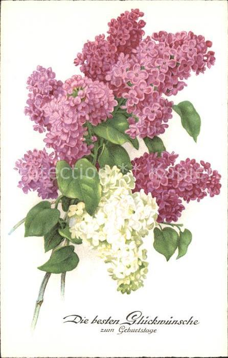 Geburtstag Glückwunsch Flieder Litho