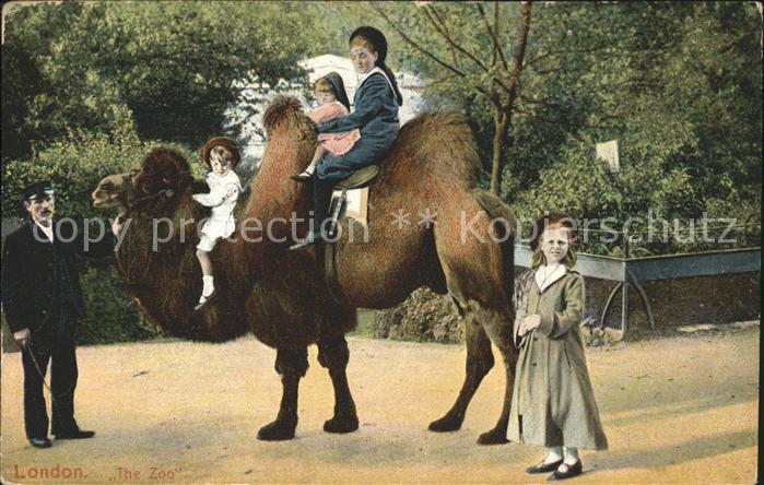 Kamel  Camel Chameau Zoo London Kinder