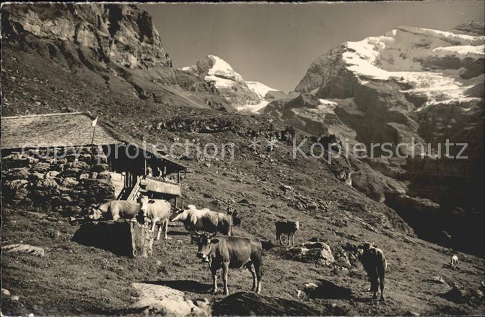 Oeschinen Alp mit Sennerei Fruendenhorn Doldenhoerner Kuehe