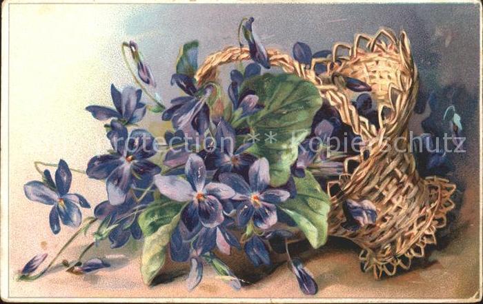 Blumen Veilchen Korb Litho