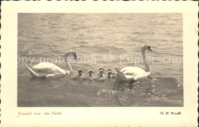 Schwan Schwanenfamilie
