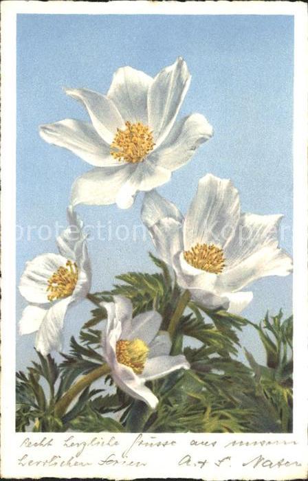 Blumen Gewöhnliche Kuhschellen