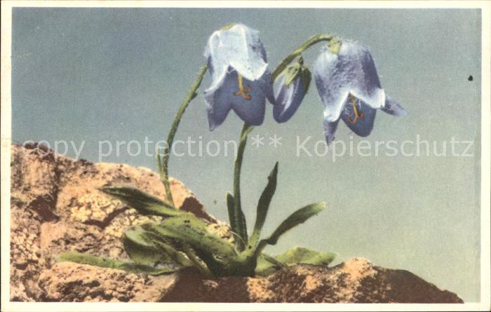 Blumen Bartglockenblume