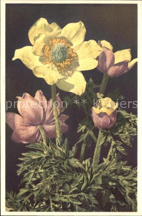 Blumen Schwefelgelbe Alpenanemone