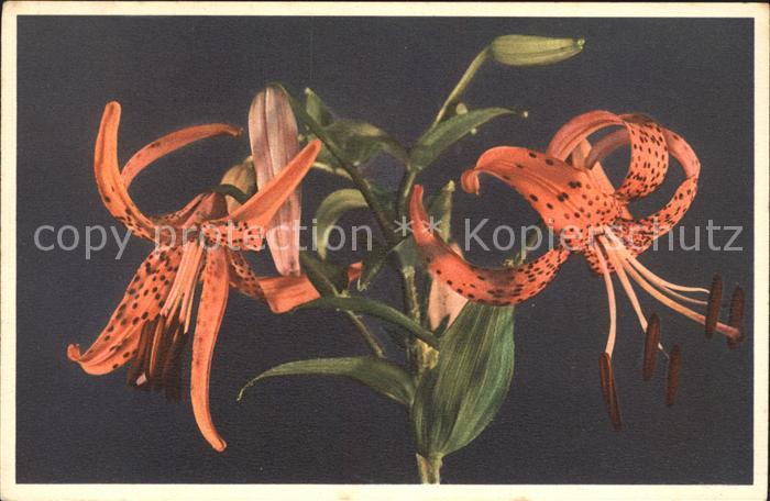 Blumen Tigerlilie Lilium tigrinum