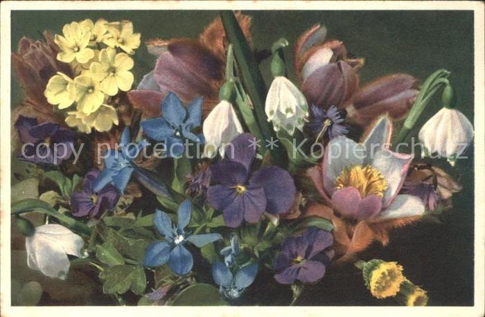 Blumen Frühlingsblumen Veilchen Märzenbecher S