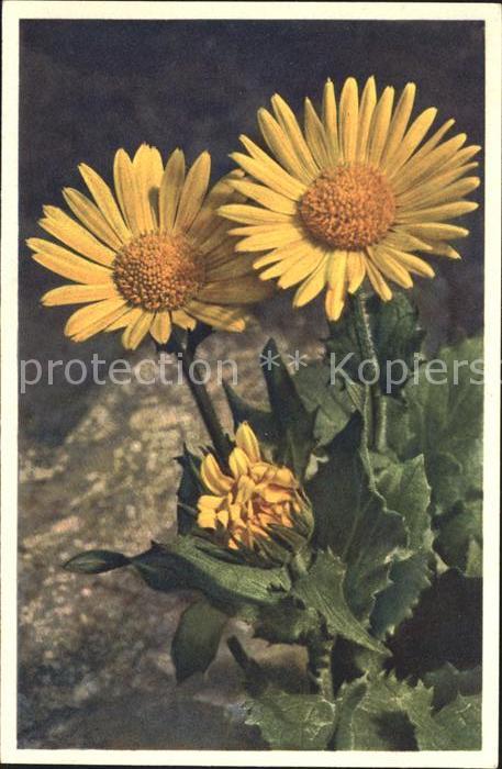 Blumen Grossblütige Gemswurz Doronicum grandif
