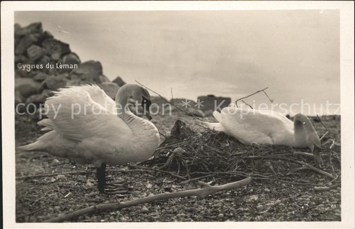 Schwan Cygnes du Leman