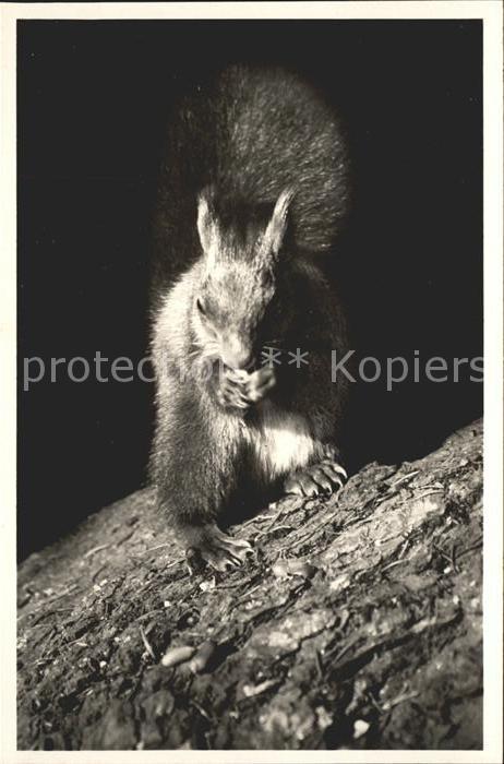 Eichhoernchen Doniswald Koenigsfeld Schwarzwald