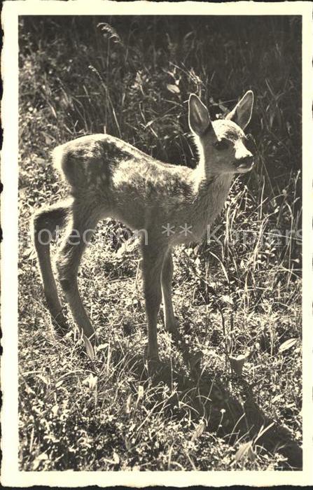 Reh Rehkitz Davos