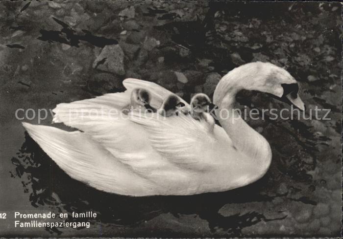 Schwan Familienspaziergang