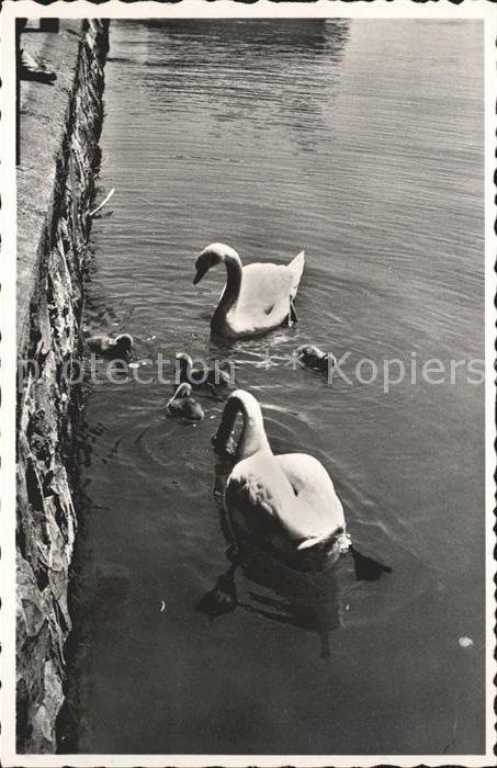 Schwan Schwanenfamilie