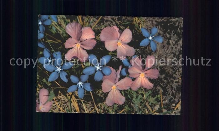 Blumen Langgesporntes Veilchen Frühlings-Enzia