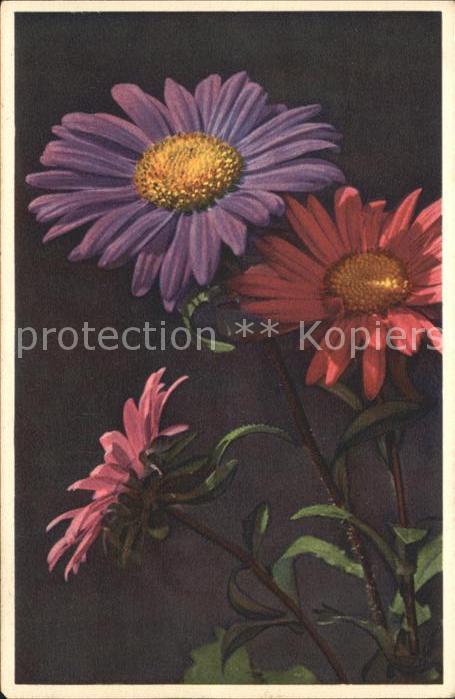 Blumen Sommeraster Callistephus chinensis