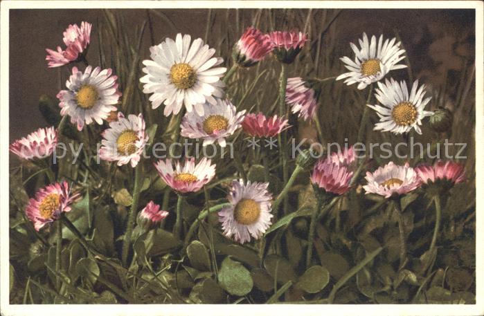 Blumen Gänseblümchen Maßliebchen