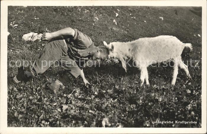 Foto Gaberell J. Nr. 5184 Ungleiche Kraftprobe Ziege