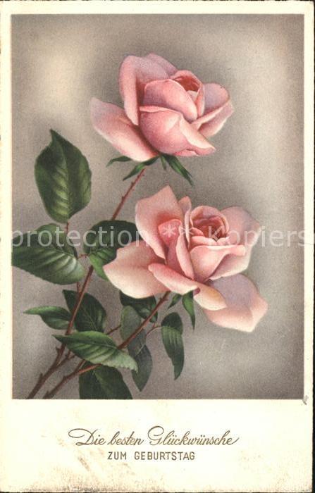 Rosen Glückwunsch Geburtstag
