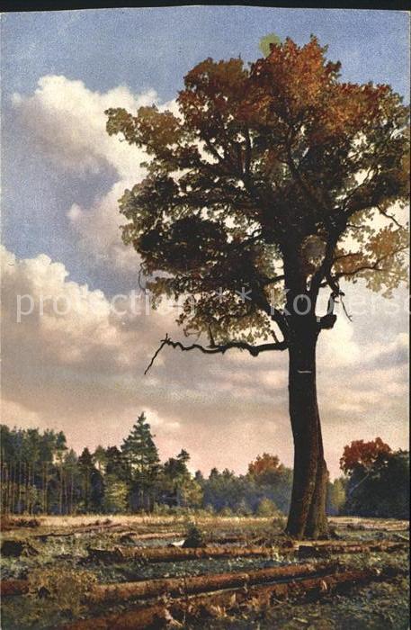 Verlag Photochromie Nr. 4308 Serie 277 Dresdner Heide Baum