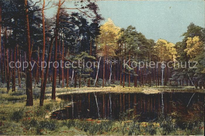 Verlag Photochromie Nr. 4300 Serie 277 Dresdner Heide Wald Baeume Bach