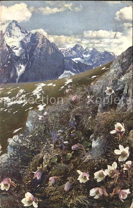 Verlag Photochromie Nr. 761 Serie 506 Pulsatilla vernalis Soldanella alpina Frue