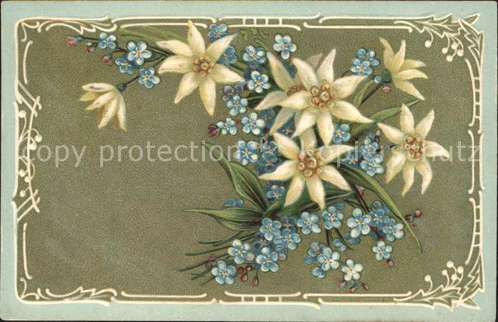 Edelweiss Vergissmeinnicht Litho