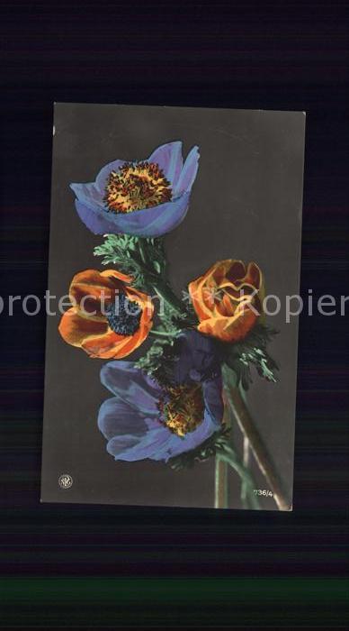 Foto NPG Nr. 736/4 Blumen