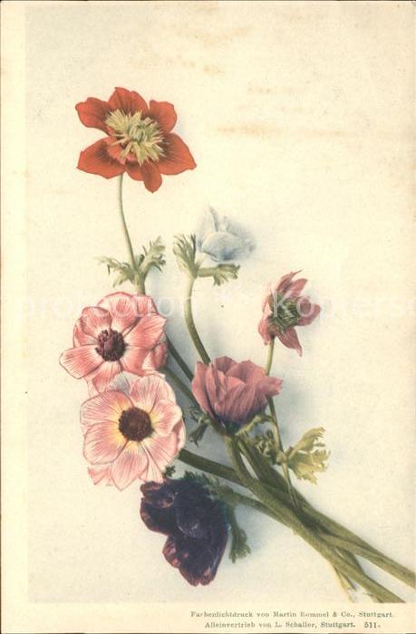 Blumen Farbenlichtdruck