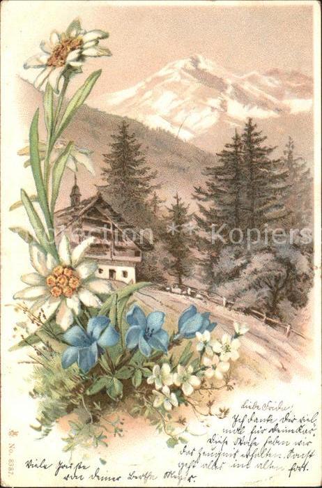 Edelweiss Blumen Berge Natur Litho