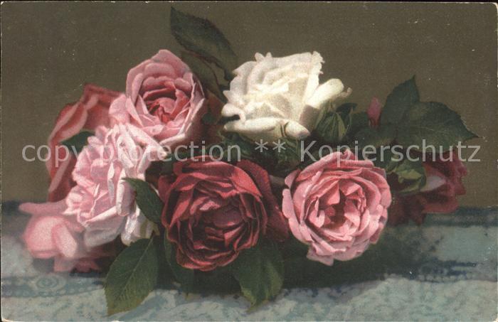 Rosen Meissner und Buch Verlag