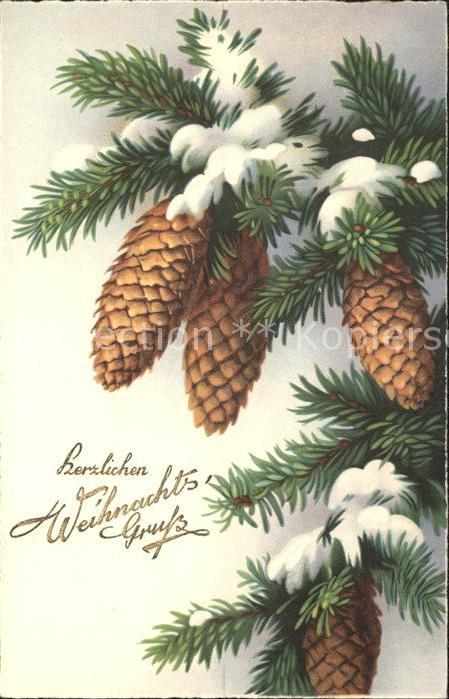 Tannenzapfen Weihnachten Meissner und Buch Verlag