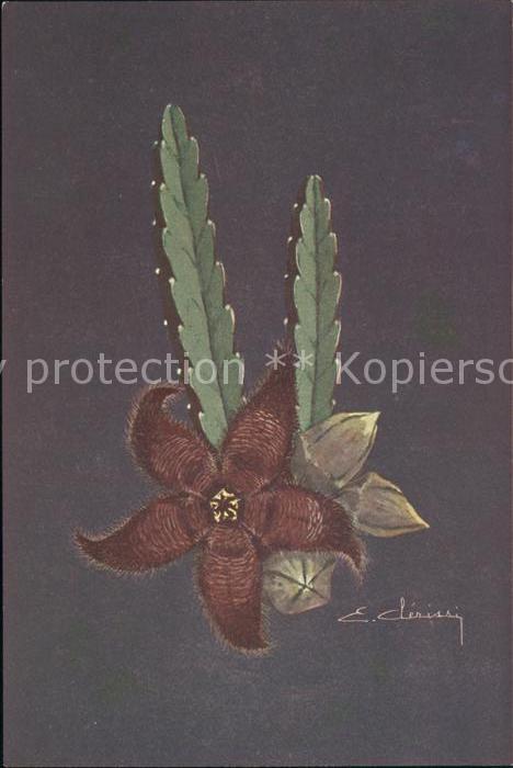 Kakteen Stapelia Grandiflora Mass Cap Jardins E