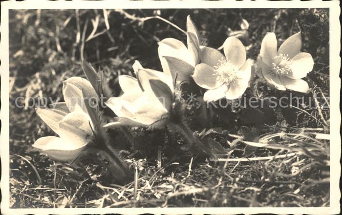 Blumen Pelzanemonen Arosa
