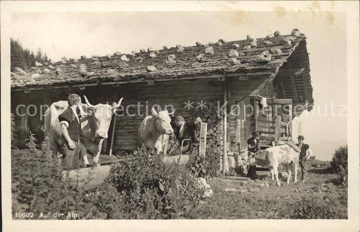 Kuehe Alp Holztrog Traenke