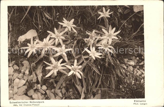 Edelweiss Nationalpark Schweiz