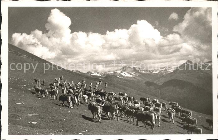 Kuehe Weidgang Parsennalp Flüela-Weisshorn Sc