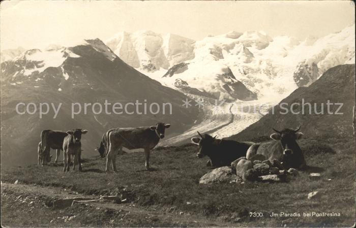 Kuehe Berge Pontresina