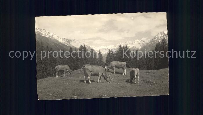 Kuehe Maiensaess Klosters