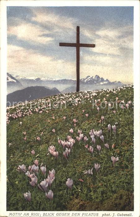 Foto Gaberell J. Nr. 12419 Rigi Pilatus Krokusse