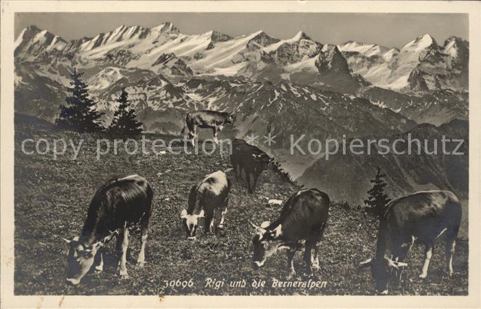 Kuehe Rigi Berneralpen