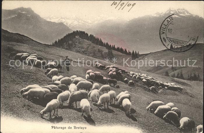 Schafe Hirte Bretaye