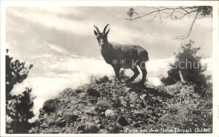 Ziege Ziegenbock Natur-Tierpark Goldau